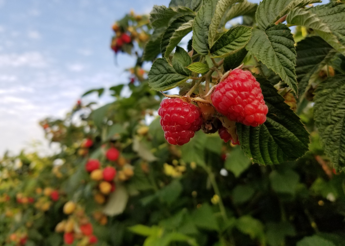 Raspberry Leaf Tea